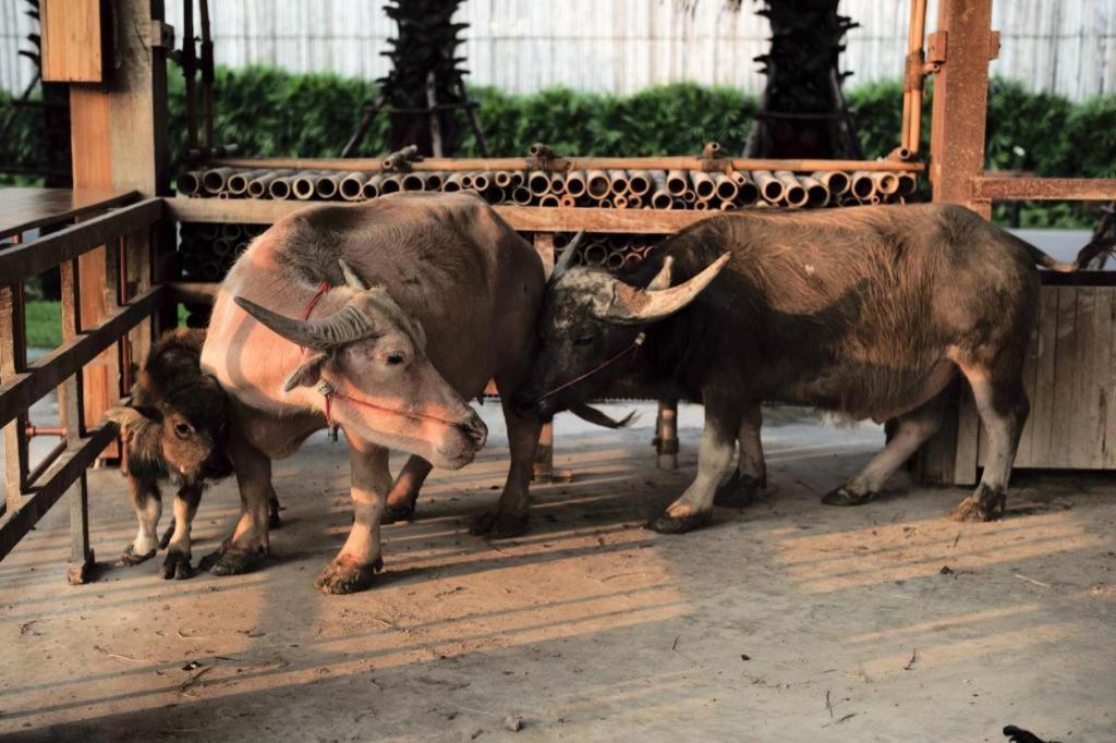 Отель The Buffalo Amphawa Samut Songkhram Экстерьер фото