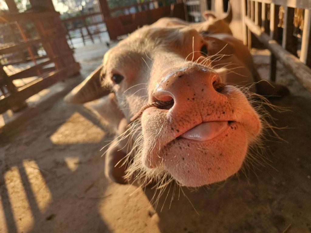 The Buffalo Amphawa Samut Songkhram Экстерьер фото