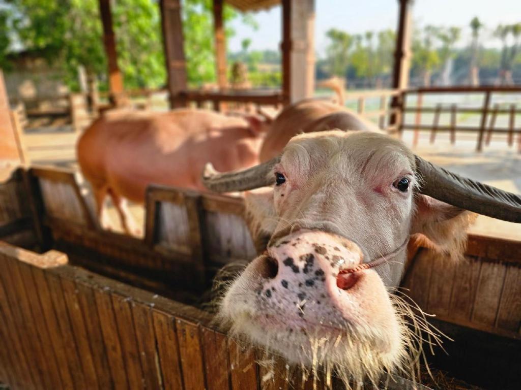The Buffalo Amphawa Samut Songkhram Экстерьер фото