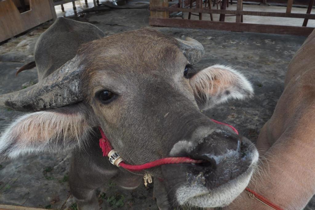 Отель The Buffalo Amphawa Samut Songkhram Экстерьер фото