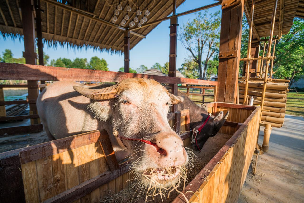 The Buffalo Amphawa Samut Songkhram Экстерьер фото